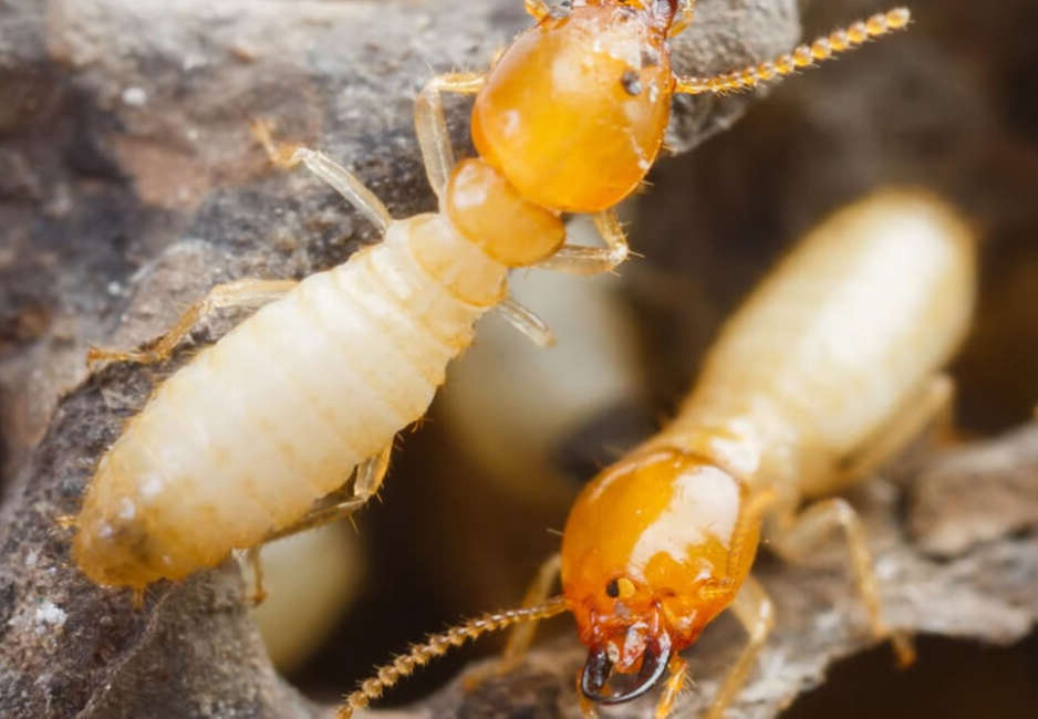 Métodos para eliminar termitas